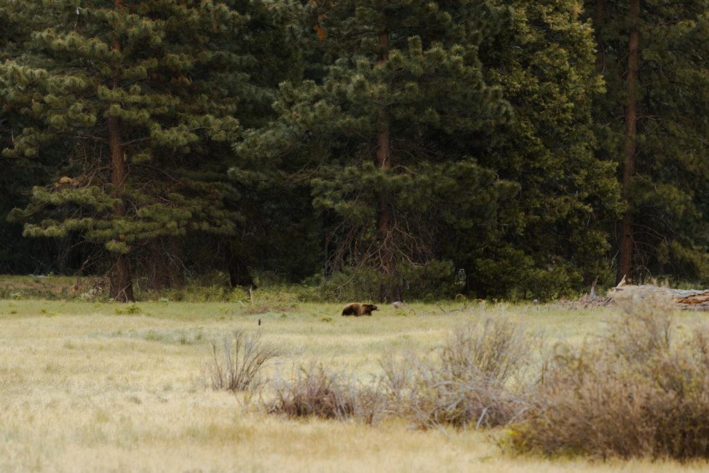 Rachel Christopherson Yosemite Engagement Photographer - Tunnel View engagement photos, surprise proposal photos