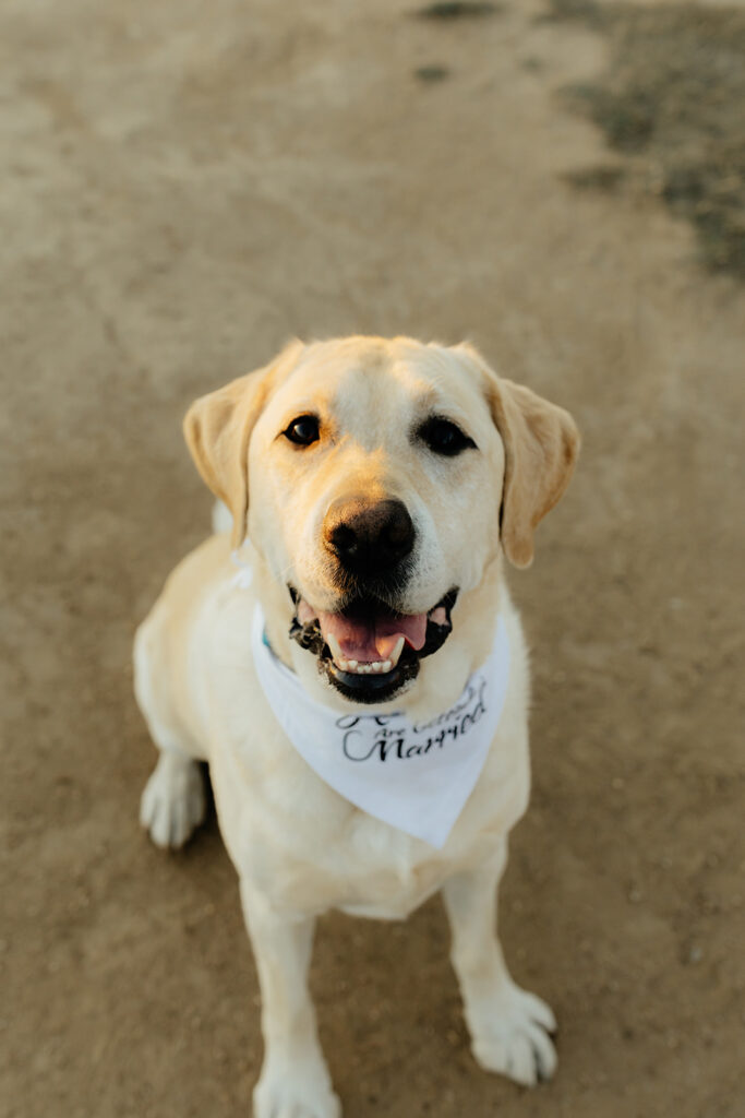 Yellow lab 