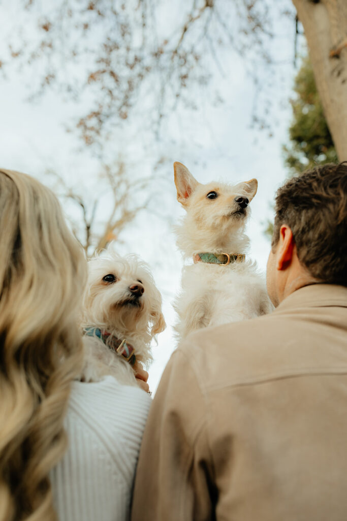Couples Sacramento engagement photos at McKinley Park with their two dogs