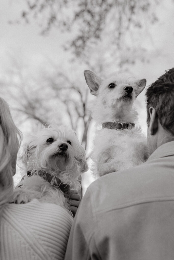 Couples Sacramento engagement photos at McKinley Park with their two dogs
