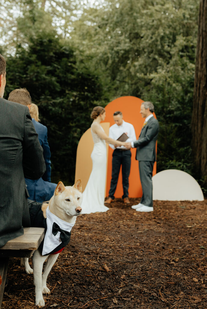cute couple at their ceremony 