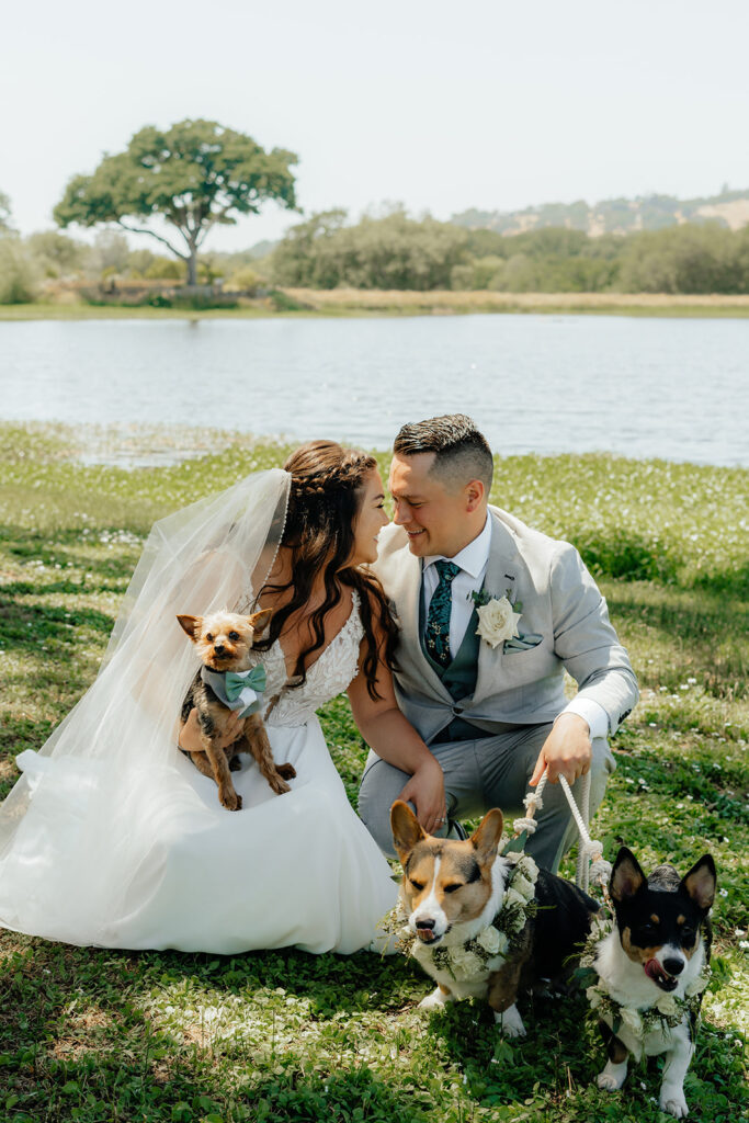 Bride and groom portraits with their dogs during their Saureel Vineyards wedding in California