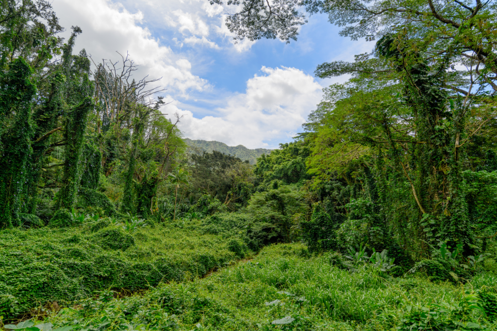 Manoa Falls Trail - Top 8 Hikes on Oahu For Epic Views